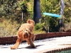 Frisbee 6
