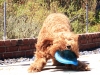 Frisbee 7