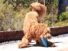 Frisbee 8