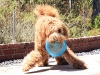 Frisbee 9