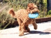 Frisbee 17