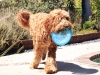 Frisbee 18