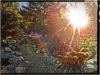 Sam and Luke on Hike with Sunflare 2