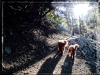 Sam and Luke on Hike with Sunflare 3