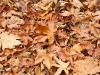 leaves