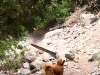 sam-cant-get-to-that-squirrel