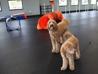 doodles-at-zoom-room-1