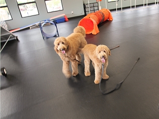 doodles-at-zoom-room
