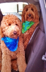 traveling-doods