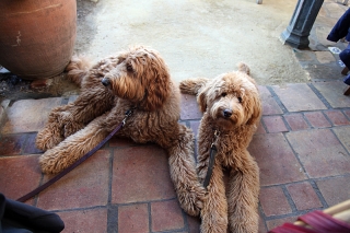 sam-luke-at-lunch
