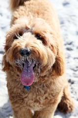 sandy-faced-sam