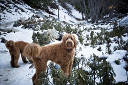 sam-snow