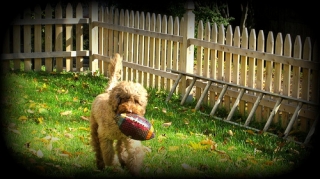 ollie-with-his-football