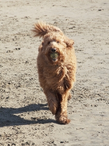 sam-w-ball