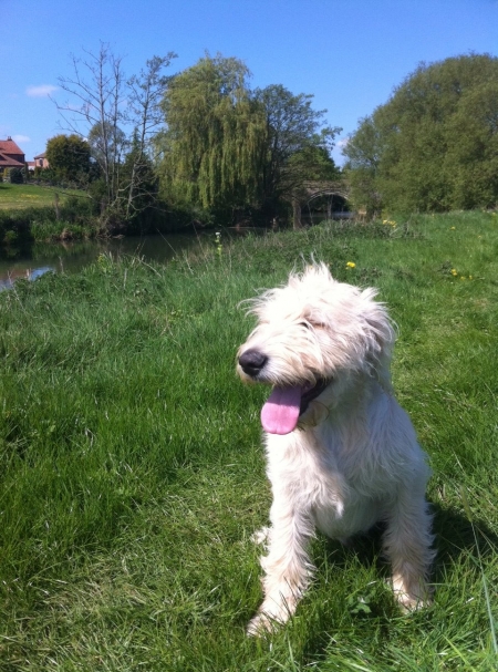 vince-labradoodle vince-labradoodle