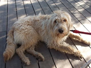 rusty