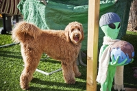 sam-and-charlie