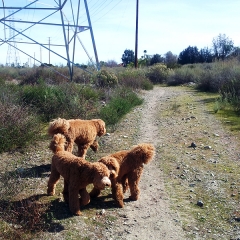tres-doods-on-the-trail