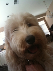 Daisy