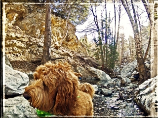 Sam at the Stream