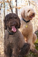 Seda & Webber