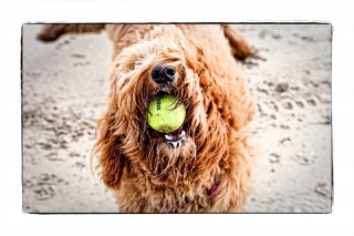 face-full-o-ball