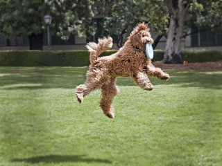 jumping-sam-vignette-wm