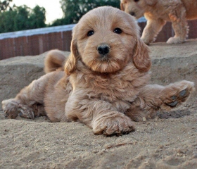 lilikoi-as-a-pup