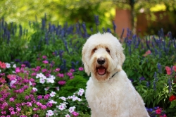 Darwin and flowers Darwin and flowers