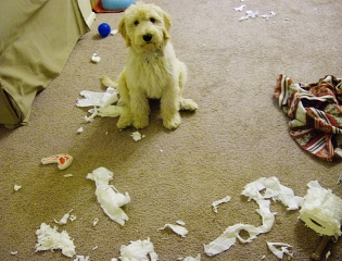 shredder shredder