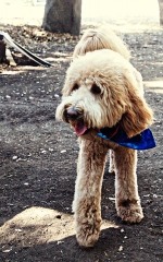luke