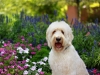 Darwin and flowers