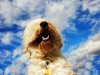 Darwin w bright sky