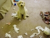 shredder