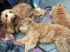 sam-watches-the-young-ones-nap