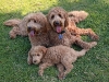 penny-sam-luke-07082011-rt-4x6