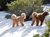 luke-and-sam-on-hike