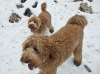 sam-and-luke-snow-happines