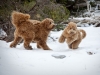 sam-luke-romp