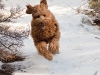 sams-flying-ears