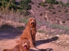 doods-on-the-trail