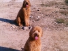 posing-for-mom-nov-7-2011