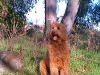 sam-nov-7-2011-johnsons-pasture