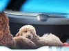 luke-in-rearview