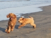 more-fetch-together