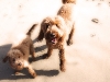 sam-and-luke-beach-morning-178