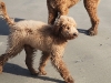 sam-and-luke-beach-morning-239