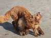 sam-and-luke-tangle