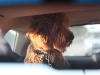 sam-in-rearview