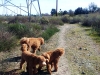 tres-doods-on-the-trail
